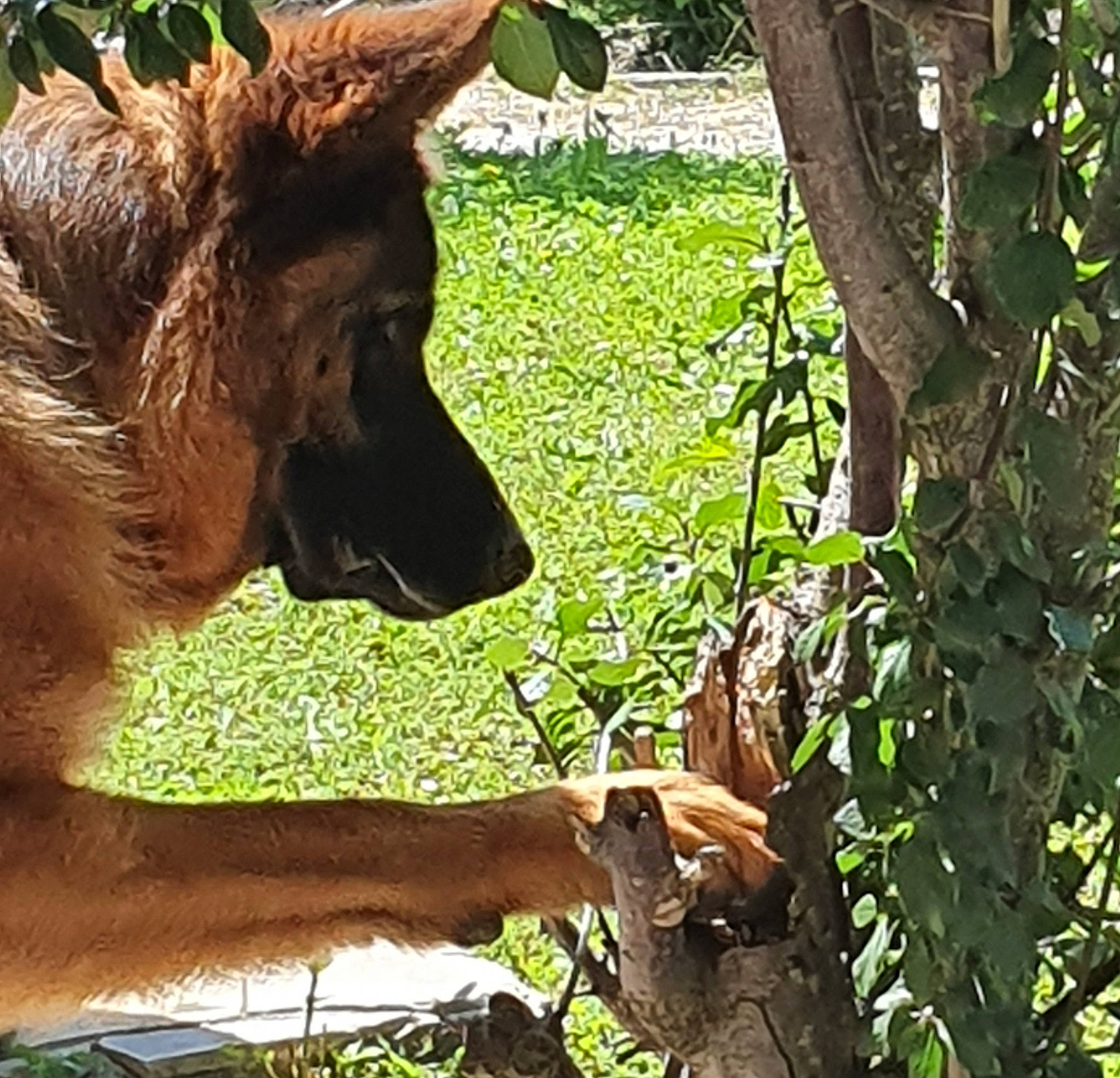 Ouest participe au concours pour gagner de l'argent avec cette photo : adaptation, canidae, fawn, organism, plant, tree, wildlife, zoo