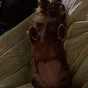 Plume a rejoint le concours — aidez-le/la à gagner de superbes lots ! dog, small_dog, lying_down, bed, blanket, fur, pet, indoor, resting, cozy, relaxed, canine, animal, cute, sleepy, fur_texture, paws, ears, snout, domestic