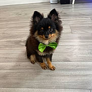 Oso joined the competition — help win amazing prizes! adorable, animal, black_fur, bow_tie, brown_fur, companion, curious, cute, dog, domestic_animal, floor, fluffy, green_bow_tie, indoor, looking_up, pet, pomeranian, sitting, small_dog, wooden_floor