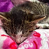Gansito joined the competition — help win amazing prizes! animal, blanket, cat, closeup, cozy, cute, domestic_cat, ears, face, fur, fur_pattern, kitten, napping, pet, pink, red, resting, sleeping, soft, whiskers