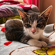 Gansito is registered to the contest to win money with this photo: animal, blanket, cat, close_up, cozy, cute, ears, feline, fur, indoor, kitten, lying_down, paw, pet, portrait, resting, sleepy, soft, whiskers, young