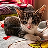 animal, blanket, cat, close_up, cozy, cute, ears, feline, fur, indoor, kitten, lying_down, paw, pet, portrait, resting, sleepy, soft, whiskers, young