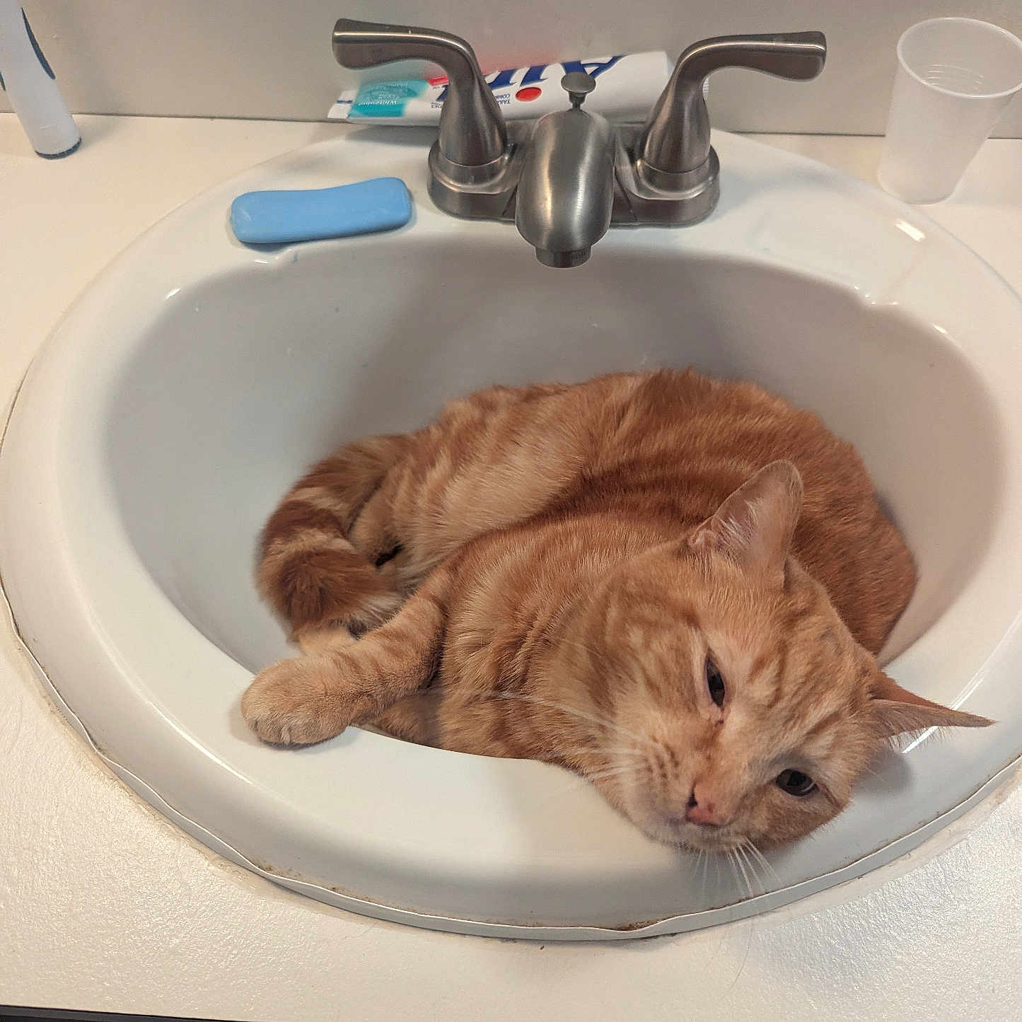 Tot joined the competition — help win amazing prizes! cat, ginger_cat, sink, bathroom, soap, toothpaste, faucet, white, relaxed, sleepy, pet, domestic_animal, curled_up, countertop, household, indoor, fur, whiskers, orange, resting