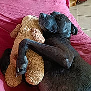 Sultan a rejoint le concours — aidez-le/la à gagner de superbes lots ! black_dog, blanket, comfort, companion, cozy, cuddle, dog, fur, home, hug, indoor, paw, pet, plush_toy, red_blanket, relaxed, resting, sleepy, snuggle, stuffed_animal