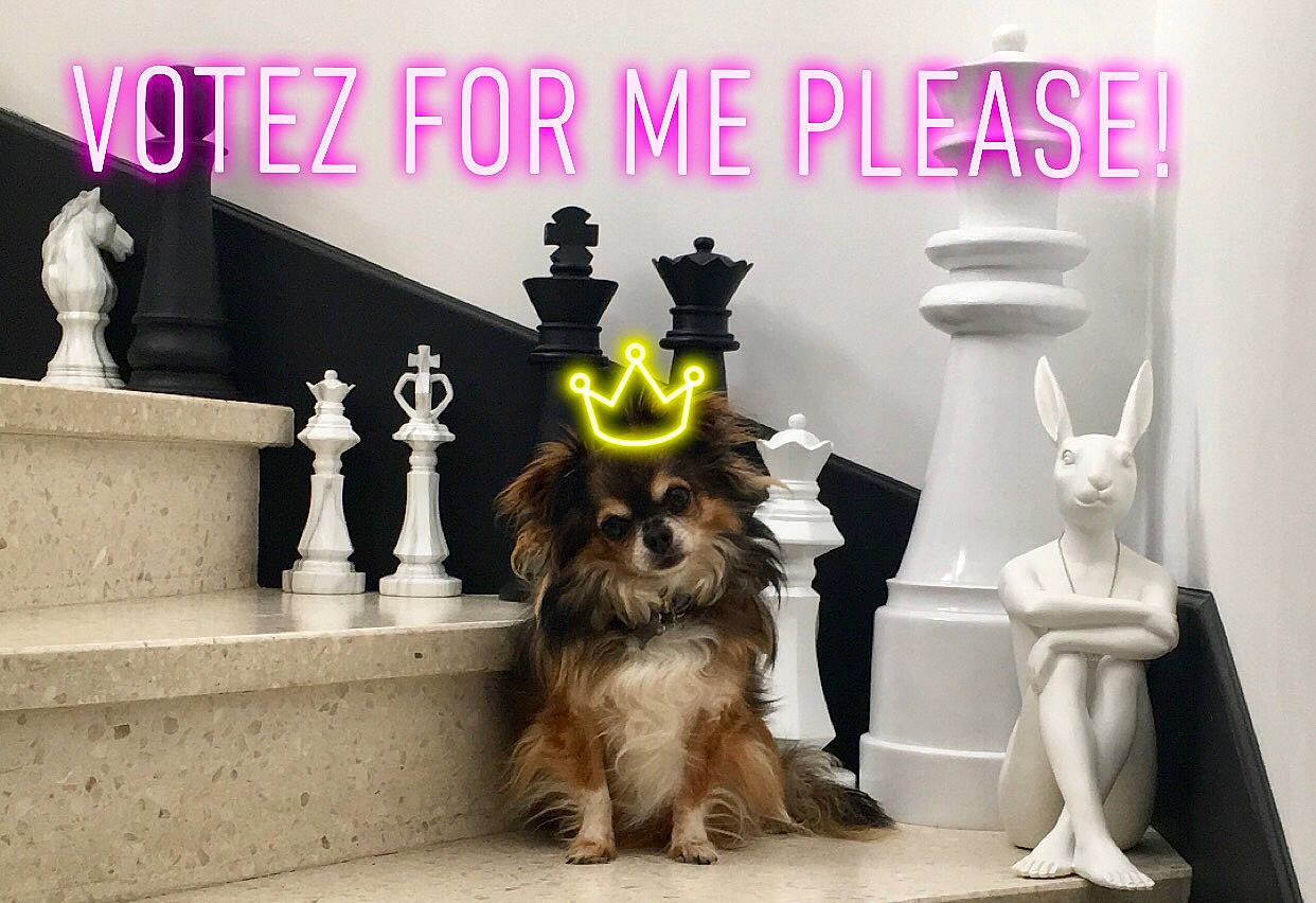 Lenny a rejoint le concours — aidez-le/la à gagner de superbes lots ! advertising, art, companion_dog, dog, dog_breed, event, fictional_character, font, formal_wear, hat, illustration, mammal, photo_caption, poster, room, sculpture, small_terrier, toy, toy_dog, visual_arts