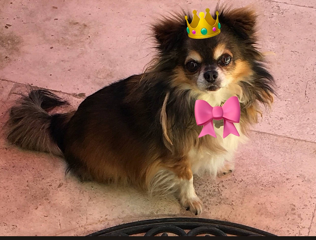 Lenny a rejoint le concours — aidez-le/la à gagner de superbes lots ! canidae, carnivore, collar, companion_dog, dog, dog_breed, dog_clothes, dog_supply, fawn, fur, german_spitz, german_spitz_klein, paw, pet_supply, snout, spitz, toy_dog, vertebrate, whiskers, working_animal