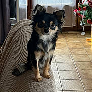 Athos participe au concours pour gagner de l'argent avec cette photo : dog, small_dog, fluffy, black_and_tan, couch, indoor, window, curtains, tile_floor, christmas_tree, decorations, festive, pet, fur, sitting, animal, domestic, cozy, home, cute