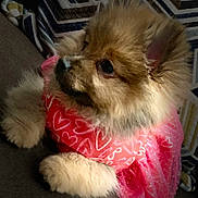 Lulu Quiles joined the competition — help win amazing prizes! dog, puppy, fluffy, pink_dress, heart_pattern, couch, blanket, indoor, pet, cute, animal, fur, ears, paws, resting, side_view, cozy, domestic, portrait, soft_lighting