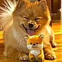 dog, fluffy, happy, tongue_out, stuffed_animal, toy, wooden_floor, indoor, pet, cute, smiling, fur, animal, playful, small, brown, adorable, companion, relaxed, paw