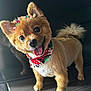 Lulu Quiles joined the competition — help win amazing prizes! dog, small_dog, happy, tongue_out, bandana, bows, festive, fluffy_tail, brown_fur, standing, pet, domestic_animal, canine, cute, indoor, floor, smiling, fur, portrait, animal