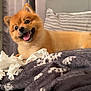 Lulu Quiles joined the competition — help win amazing prizes! dog, pomeranian, pet, indoor, bed, blanket, torn_tissue, happy, tongue_out, fur, small_dog, cozy, playful, mischievous, curtains, pillow, living_room, cute, smiling, animal