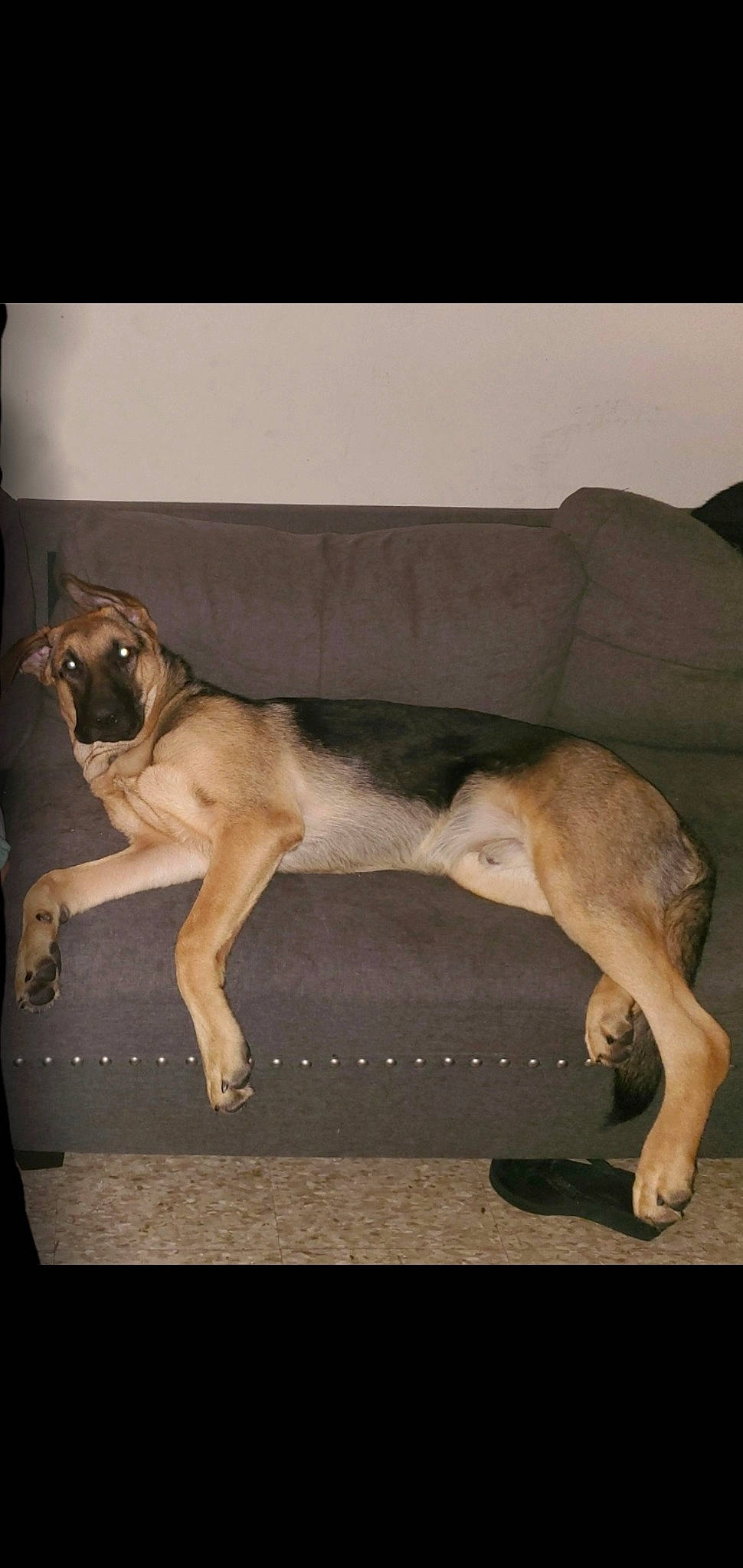 Kody joined the competition — help win amazing prizes! ancient_dog_breeds, canidae, carnivore, companion_dog, dog, dog_breed, fawn, flooring, fur, human_leg, metal, non_sporting_group, paw, snout, sporting_group, tail, terrestrial_animal, wood, working_animal, working_dog