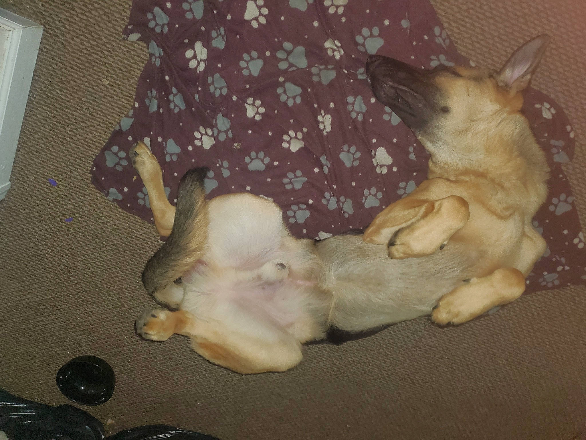 Kody is registered to the contest to win money with this photo: canidae, carnivore, comfort, companion_dog, dog, dog_breed, dog_supply, dog_toy, fawn, felidae, fur, nap, non_sporting_group, paw, small_to_medium_sized_cats, sporting_group, tail, toy_dog, working_animal