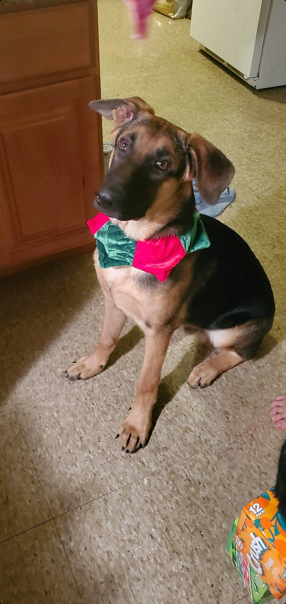 Kody joined the competition — help win amazing prizes! carnivore, collar, companion_dog, dog, dog_breed, dog_clothes, dog_collar, dog_supply, door, fashion_accessory, fawn, flooring, leash, liver, pet_supply, snout, sporting_group, tail, whiskers, working_animal