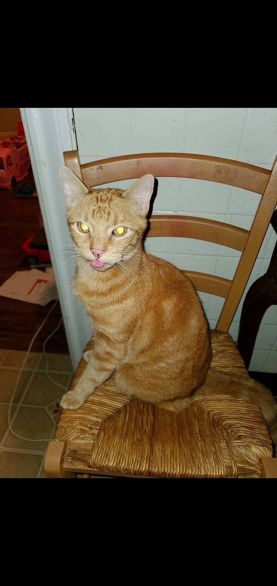 Tigger joined the competition — help win amazing prizes! art, carnivore, cat, claw, comfort, domestic_short_haired_cat, fawn, felidae, fur, hardwood, paw, rectangle, sitting, small_to_medium_sized_cats, tail, terrestrial_animal, whiskers, wildlife, window, wood