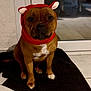 dog, pet, sitting, red_hat, knit_hat, costume, indoor, tile_floor, black_mat, doormat, glass_door, window, brown_coat, white_chest, paws, expressionless, portrait, looking_at_camera, adorable, cute