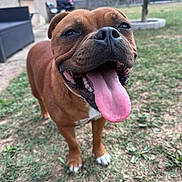 Voyce participe au concours pour gagner de l'argent avec cette photo : dog, tongue_out, happy, pet, outdoor, grass, backyard, close_up, brown_coat, paws, snout, nose, teeth, panting, canine, playful, domestic_animal, portrait, patio_furniture, tree