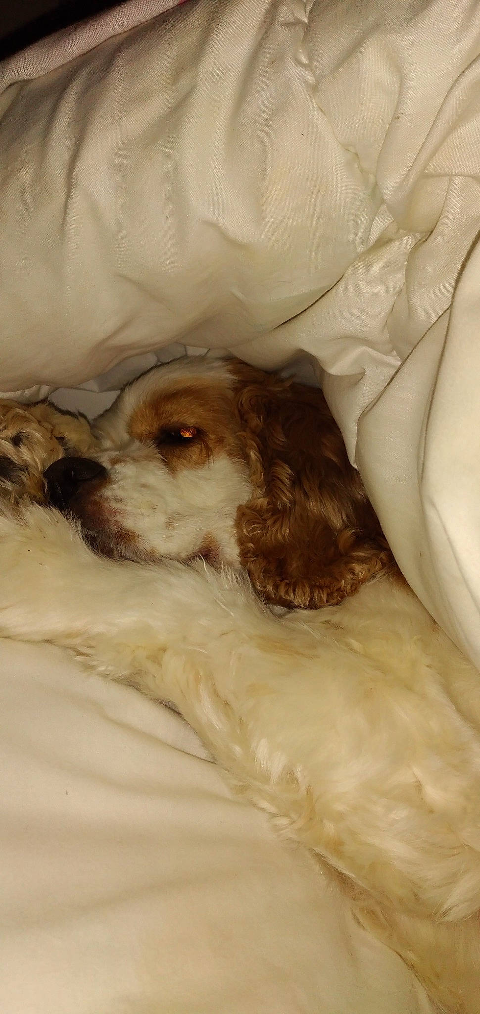 Louna a rejoint le concours — aidez-le/la à gagner de superbes lots ! american_cocker_spaniel, canidae, carnivore, cavalier_king_charles_spaniel, cavapoo, cockapoo, cocker_spaniel, companion_dog, dog, dog_breed, english_cocker_spaniel, king_charles_spaniel, puppy, russian_spaniel, snout, spaniel, sporting_group