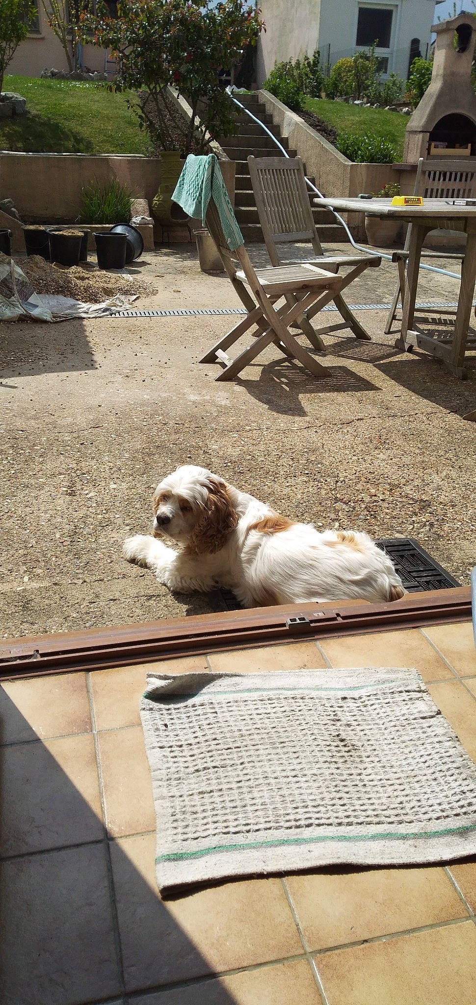 Louna a rejoint le concours — aidez-le/la à gagner de superbes lots ! canidae, carnivore, companion_dog, dog, dog_breed, king_charles_spaniel, sporting_group