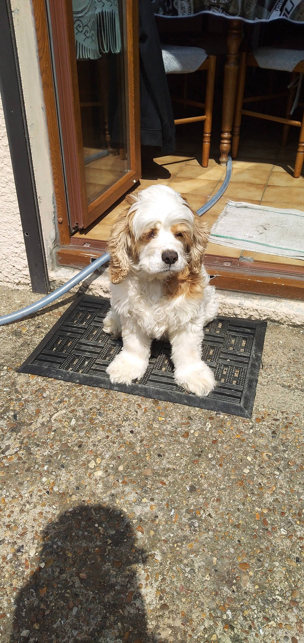 Louna a rejoint le concours — aidez-le/la à gagner de superbes lots ! american_cocker_spaniel, briquet_griffon_vendeen, canidae, carnivore, cockapoo, cocker_spaniel, companion_dog, dog, dog_breed, english_cocker_spaniel, fawn, grand_basset_griffon_vendeen, king_charles_spaniel, mammal, petit_basset_griffon_vendeen, puppy, rare_breed_dog, spaniel, sporting_group, vertebrate