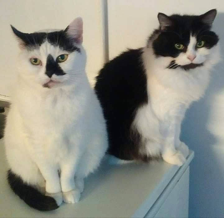 Boule a rejoint le concours — aidez-le/la à gagner de superbes lots ! aegean_cat, american_wirehair, asian_semi_longhair, black_and_white, british_semi_longhair, carnivore, cat, cymric, domestic_long_haired_cat, domestic_short_haired_cat, felidae, japanese_bobtail, kitten, mammal, norwegian_forest_cat, polydactyl_cat, ragamuffin, small_to_medium_sized_cats, vertebrate, whiskers