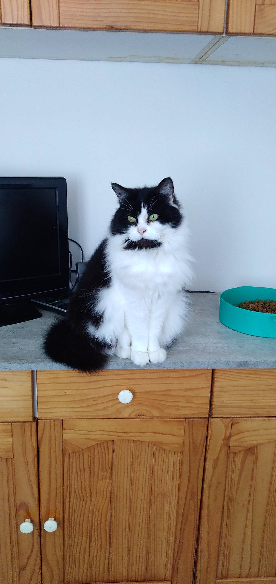 Boule a rejoint le concours — aidez-le/la à gagner de superbes lots ! black_and_white, british_semi_longhair, carnivore, cat, domestic_long_haired_cat, felidae, kitten, mammal, norwegian_forest_cat, persian, ragamuffin, siberian, small_to_medium_sized_cats, whiskers