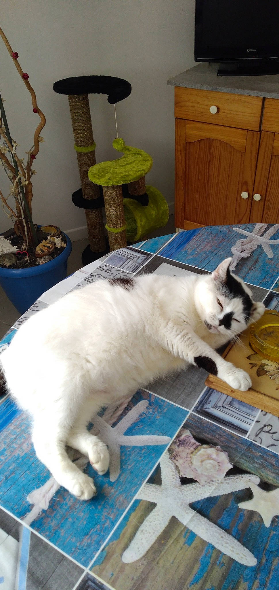 Keane participe au concours pour gagner de l'argent avec cette photo : aegean_cat, asian, carnivore, cat, domestic_short_haired_cat, european_shorthair, felidae, kitten, mammal, paw, ragdoll, small_to_medium_sized_cats, tail, turkish_angora, whiskers