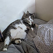 Kitty is registered to the contest to win money with this photo: bed, blanket, cat, collar, cozy, cute, fabric, fur, indoor, lounging, patterned_bedding, paws, pet, pillow, relaxed, shadow, sleepy, tabby_cat, wall, whiskers