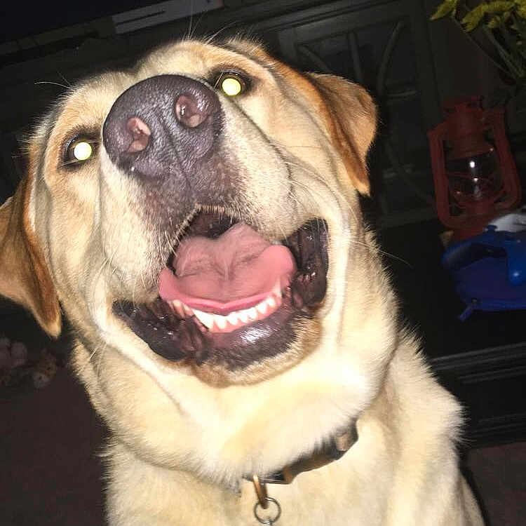 Hoyt is registered to the contest to win money with this photo: canidae, carnivore, collar, companion_dog, dog, dog_breed, dog_supply, fang, fawn, fur, guard_dog, houseplant, paw, plant, snout, sporting_group, whiskers, working_animal, working_dog, yawn
