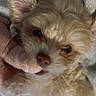 adorable, animal, blanket, close_up, cuddly, cute, dog, ears, face, fluffy, fur, indoors, mouth, nose, pet, plush, puppy, soft, toy, young