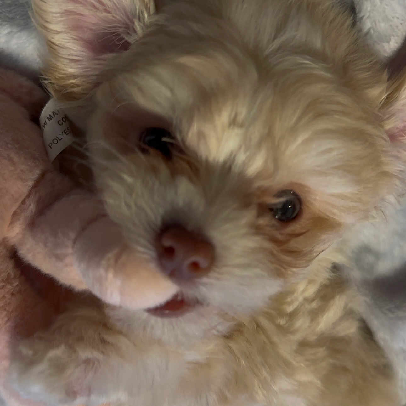 Astro is registered to the contest to win money with this photo: adorable, animal, blanket, close_up, cuddly, cute, dog, ears, face, fluffy, fur, indoors, mouth, nose, pet, plush, puppy, soft, toy, young