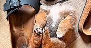 Dune a rejoint le concours — aidez-le/la à gagner de superbes lots ! puppy, dog, sleeping, cute, small, animal, fur, brown_and_white, paws, belly_up, closed_eyes, snout, ears, tail, sandals, footwear, wooden_floor, indoor, cozy, portrait