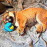 Dune participe au concours pour gagner de l'argent avec cette photo : puppy, dog, sleeping, cuddling, toy, duck_toy, blanket, bed, cozy, indoors, pet, fur, brown_dog, relaxed, nap, lying_down, paws, black_nose, background_dog, cute