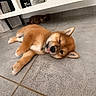 Dune participe au concours pour gagner de l'argent avec cette photo : puppy, dog, sleeping, lying_down, cute, fur, brown, tan, tongue, one_eye_closed, indoors, tile_floor, floor, under_table, background_dog, pet, animal, relaxed, portrait, home