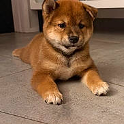 Dune participe au concours pour gagner de l'argent avec cette photo : dog, puppy, shiba_inu, brown_fur, fluffy, sitting, lying_down, paws, black_nose, dark_eyes, indoors, tile_floor, home, cabinet, portrait, closeup, cute, pet, animal, adorable