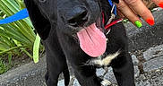 Biscuit participe au concours pour gagner de l'argent avec cette photo : puppy, dog, black_dog, tongue_out, playful, leash, collar, person, hand, nails, outdoor, greenery, pavement, cute, pet, animal, young_dog, happy, close_up, friendly
