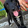 puppy, dog, black_dog, tongue_out, playful, leash, collar, person, hand, nails, outdoor, greenery, pavement, cute, pet, animal, young_dog, happy, close_up, friendly