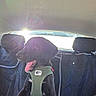 dog, puppy, black_dog, car_interior, car_seat, harness, sunlight, sunflare, happy_dog, pet, animal, vehicle, seat_cover, backseat, canine, cute, young_dog, playful, inside_car, travel