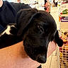 puppy, dog, black_dog, sleeping, pet, animal, person, arm, indoor, store, shopping, shelf, people, casual, holding, cute, mammal, young_animal, friendly, resting