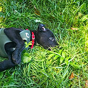 Biscuit participe au concours pour gagner de l'argent avec cette photo : puppy, dog, grass, greenery, outdoor, nature, pet, collar, harness, black_fur, curious, lying_down, leaf, sunlight, playful, animal, closeup, young_dog, summer, ground
