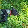 puppy, dog, grass, greenery, outdoor, nature, pet, collar, harness, black_fur, curious, lying_down, leaf, sunlight, playful, animal, closeup, young_dog, summer, ground