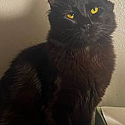 Kyro joined the competition — help win amazing prizes! animal, black_cat, cat, close_up, cute, domestic_cat, ears, feline, fur, furry, indoor, mammal, pet, portrait, shadow, sitting, still_life, wall, whiskers, yellow_eyes