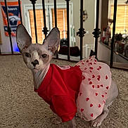 Lilith is registered to the contest to win money with this photo: big_ears, carpet, cat, costume, cute, decor, floor, hairless_cat, heart_pattern, home_interior, indoor, pet, portrait, posing, railing, red_shirt, sphynx_cat, tutu, window_blinds, wrinkled_skin