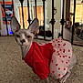 big_ears, carpet, cat, costume, cute, decor, floor, hairless_cat, heart_pattern, home_interior, indoor, pet, portrait, posing, railing, red_shirt, sphynx_cat, tutu, window_blinds, wrinkled_skin