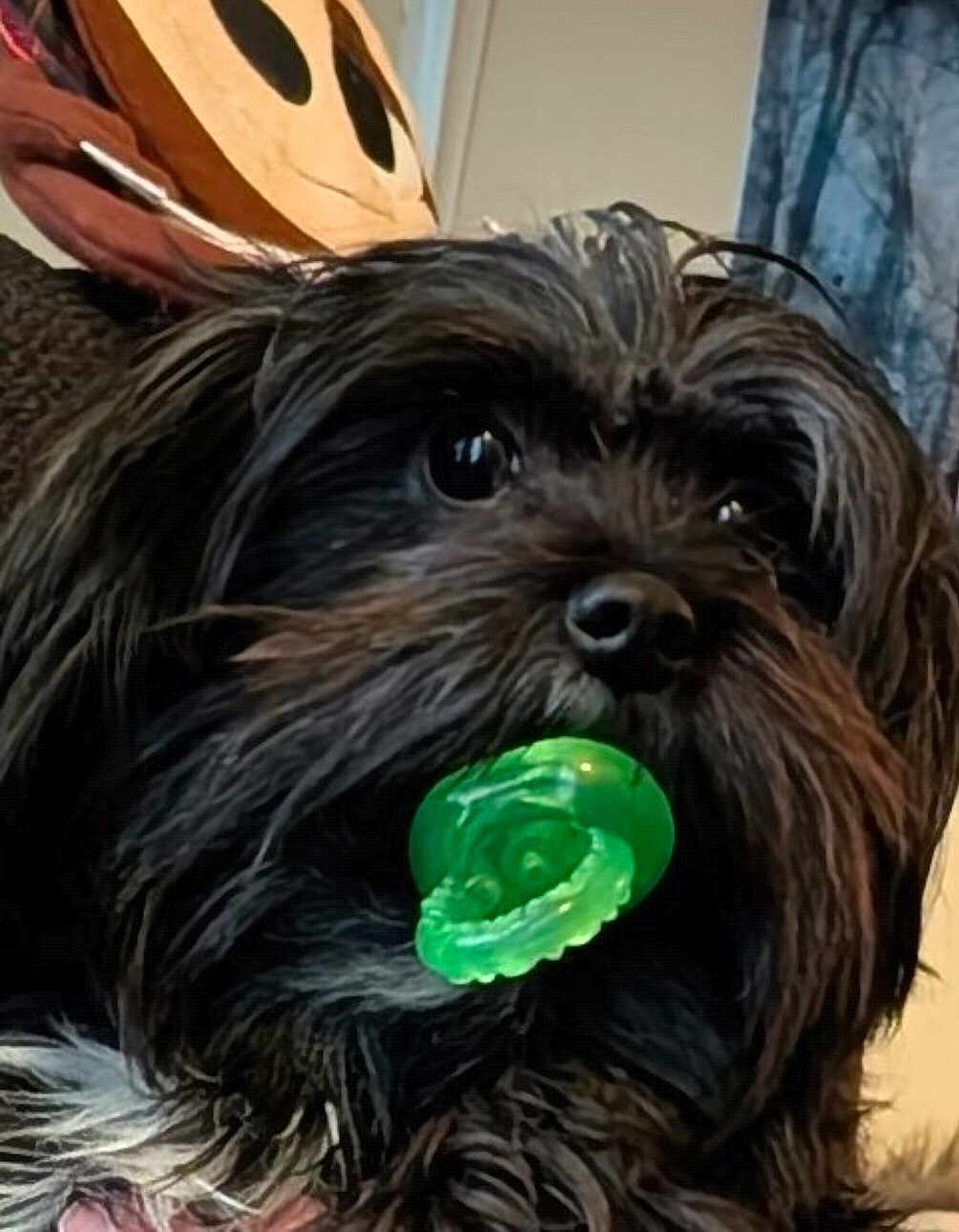Suki joined the competition — help win amazing prizes! dog, pet, black_dog, close_up, portrait, green_toy, pacifier, chew_toy, fur, long_hair, big_eyes, nose, muzzle, whiskers, indoors, sofa, cushion, stuffed_pillow, playful, cute