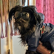 Suki joined the competition — help win amazing prizes! dog, small_dog, black_dog, pet, goggles, jacket, clothing, beaded_bracelets, bracelet, human_hand, macrame, curtain, indoor, portrait, closeup, whiskers, fur, reflection, eyewear, accessories