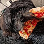 Suki is registered to the contest to win money with this photo: dog, pet, black_dog, close_up, fur, nose, eye, snout, toy, pizza_print, pillow, blanket, couch, indoor, cozy, sleepy, portrait, small_dog, companion, playful