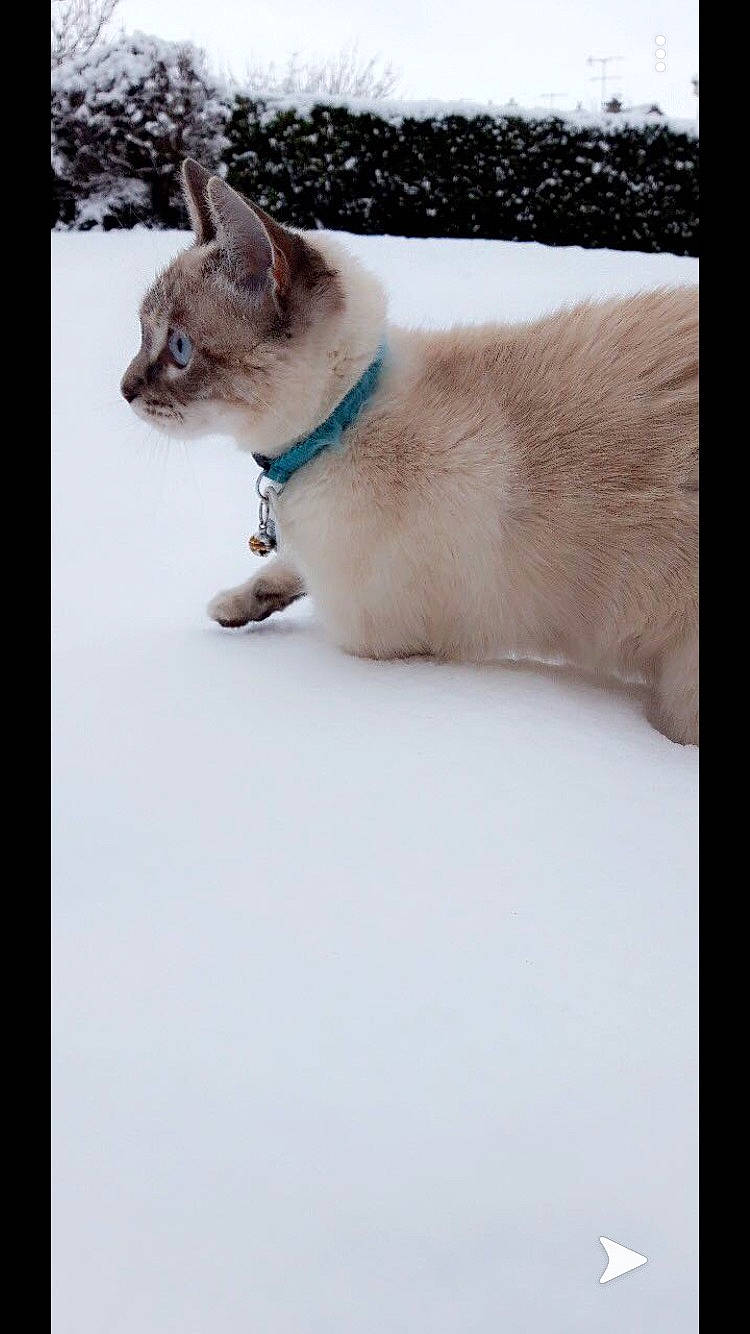 Saphira a rejoint le concours — aidez-le/la à gagner de superbes lots ! asian, balinese, burmese, carnivore, cat, colorpoint_shorthair, ear, eye, fawn, felidae, fur, kitten, mammal, siamese, singapura, small_to_medium_sized_cats, snow, thai, tonkinese, whiskers