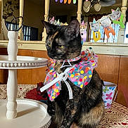 Sophie is registered to the contest to win money with this photo: cat, tortoiseshell_cat, collar, bow, table, lace_tablecloth, tiered_stand, mirror, birthday_banner, party_hats, indoor, decorations, colorful, polka_dots, pets, feline, celebration, reflection, cute, festive