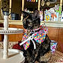 cat, tortoiseshell_cat, collar, bow, table, lace_tablecloth, tiered_stand, mirror, birthday_banner, party_hats, indoor, decorations, colorful, polka_dots, pets, feline, celebration, reflection, cute, festive
